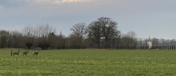 TDE15225